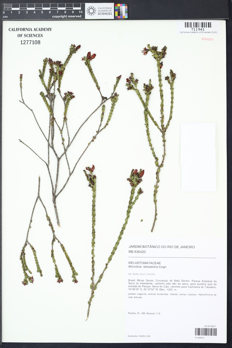 Microlicia tetrasticha photo 5