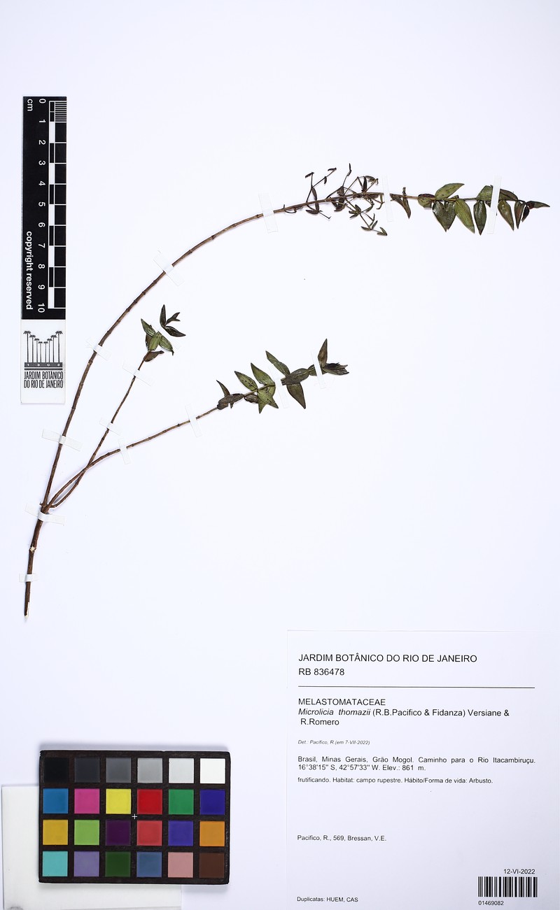 Microlicia thomazii