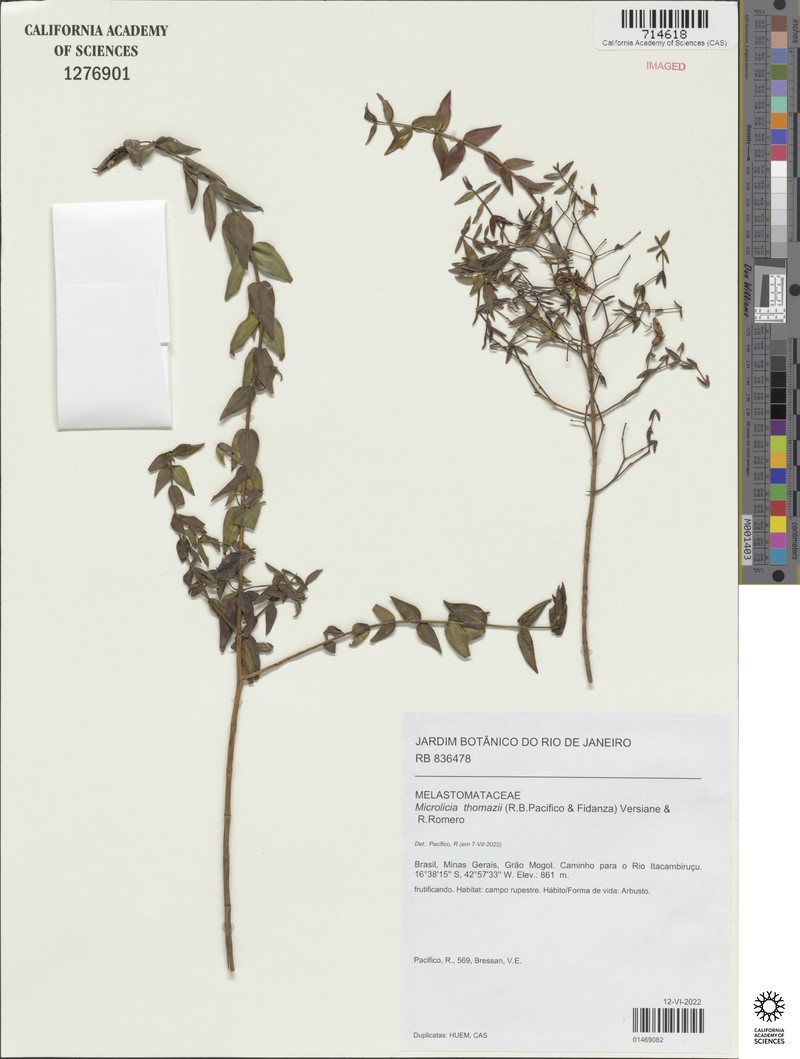 Microlicia thomazii photo 2
