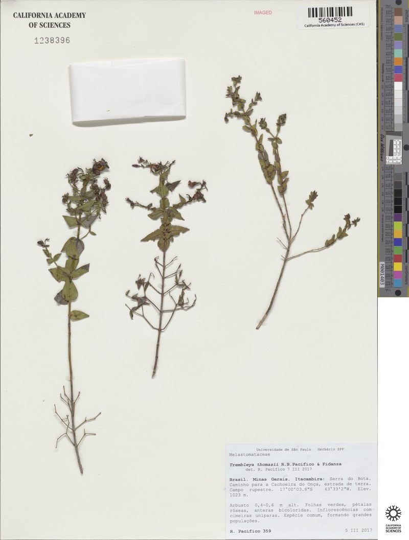 Microlicia thomazii photo 3