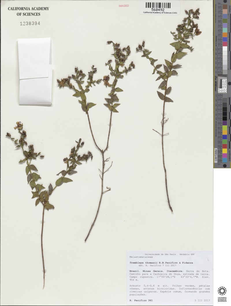 Microlicia thomazii photo 4