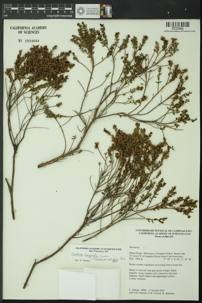 Microlicia trianae