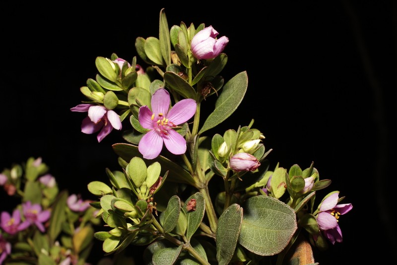 Microlicia tridentata