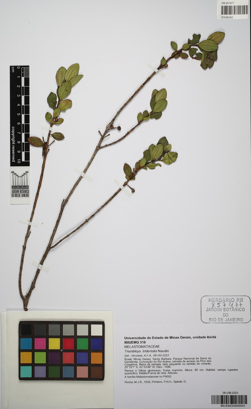 Microlicia tridentata photo 2
