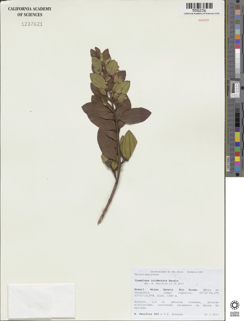 Microlicia tridentata photo 3