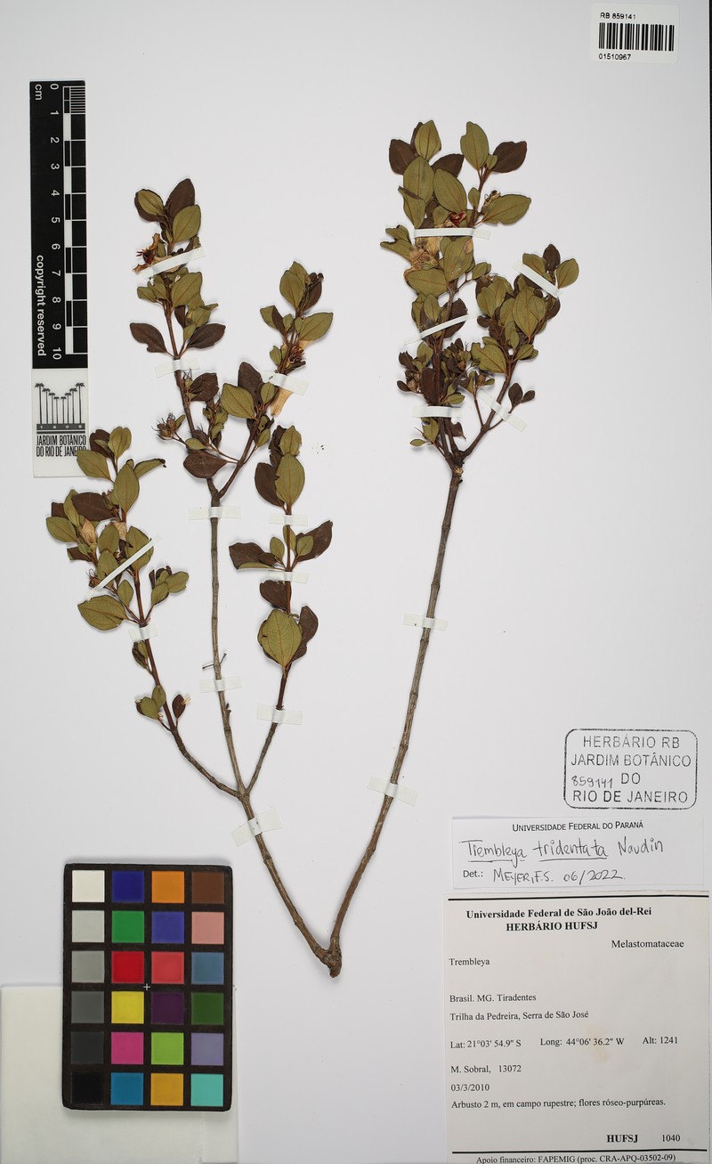 Microlicia tridentata photo 4