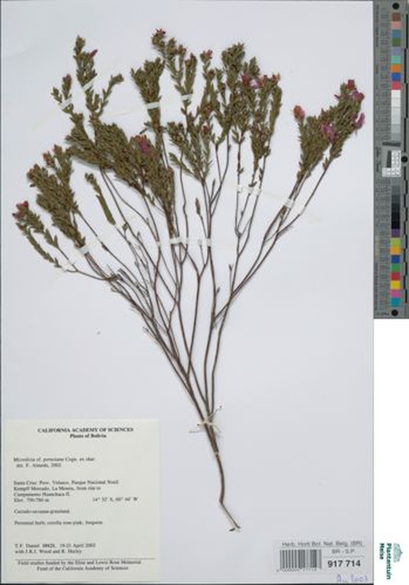 Microlicia variolosa photo 2