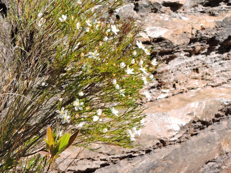 Microlicia versianeae