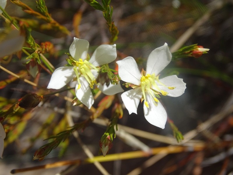 Microlicia versianeae photo 2