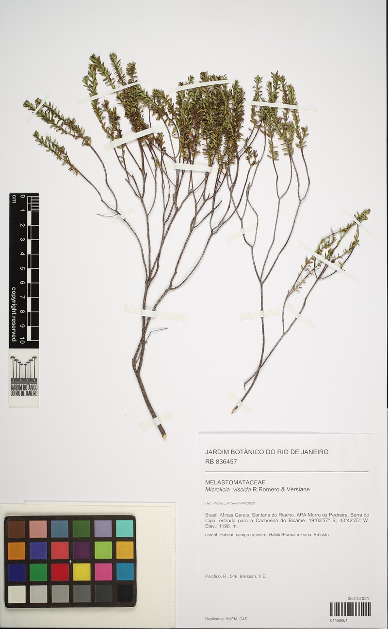 Microlicia viscida