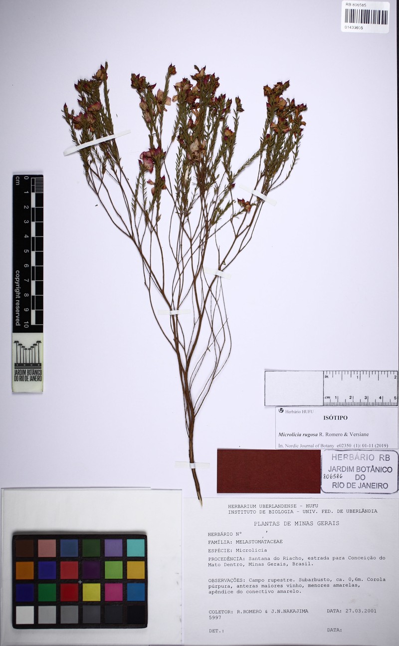Microlicia viscida photo 3