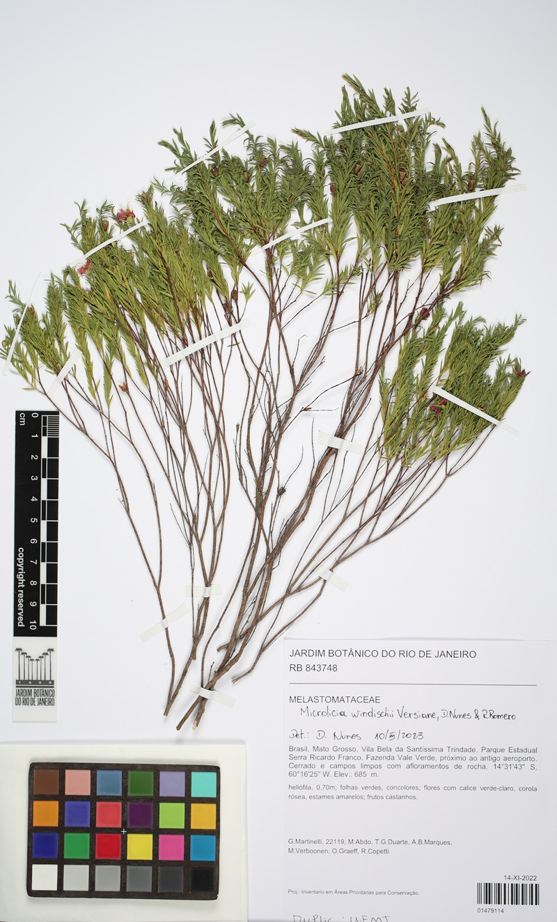 Microlicia windischii
