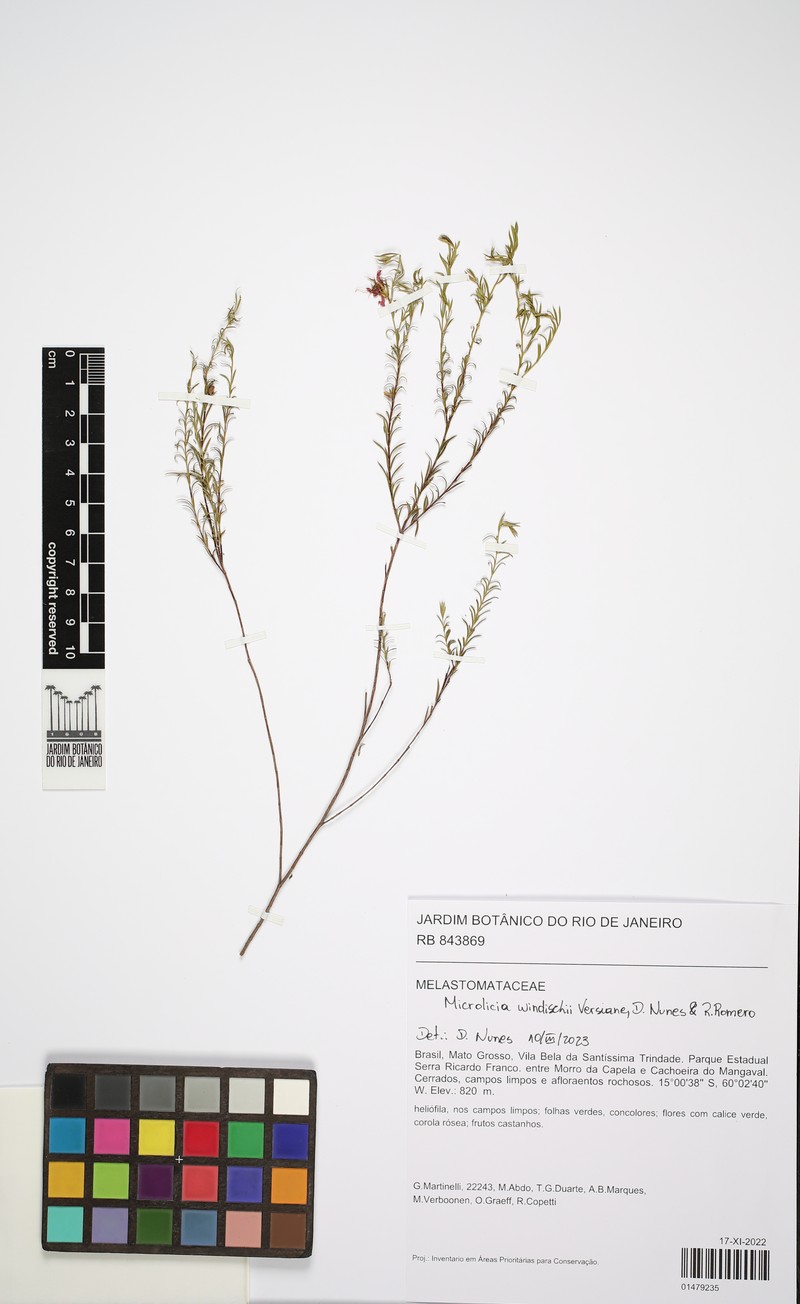 Microlicia windischii photo 2