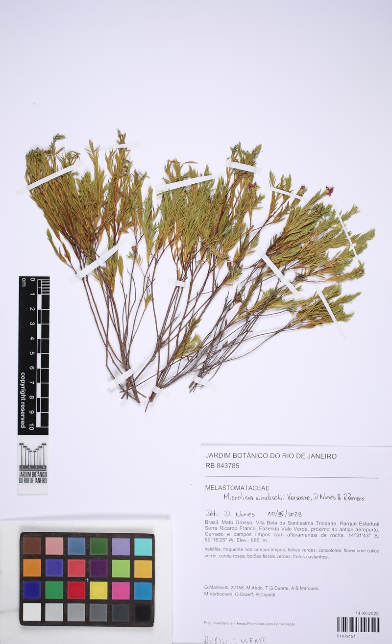 Microlicia windischii photo 3