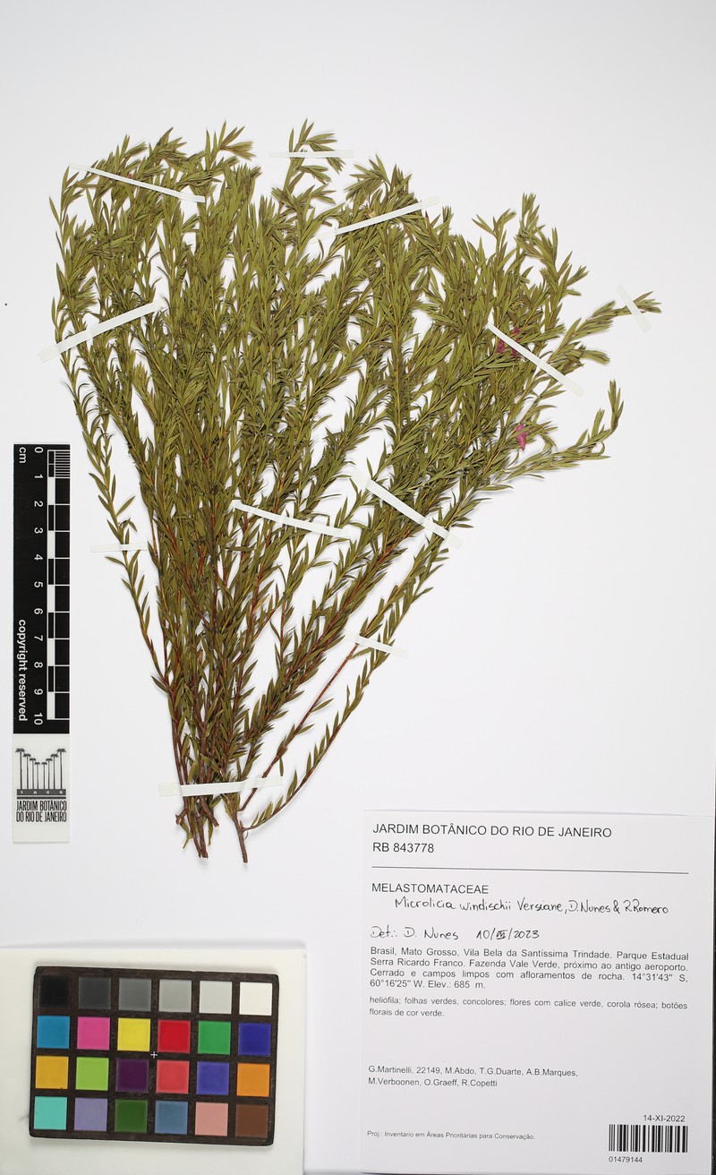 Microlicia windischii photo 4