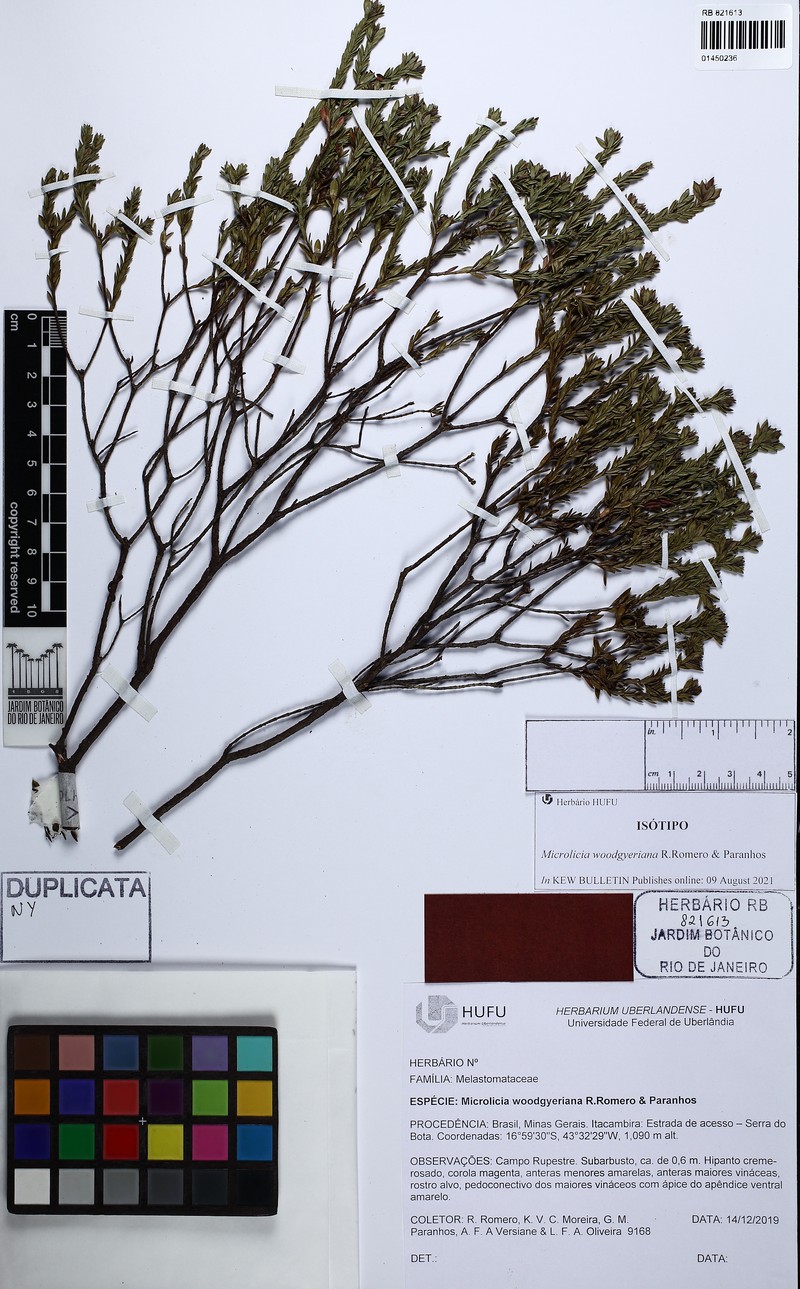 Microlicia woodgyeriana