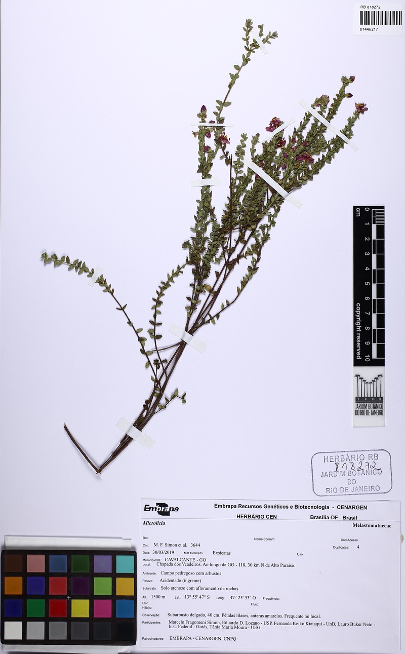 Microlicia xylopodifera
