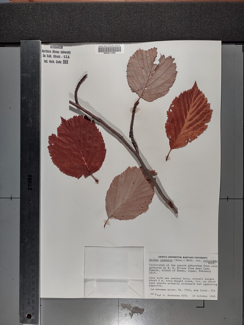 Micromeles calocarpa