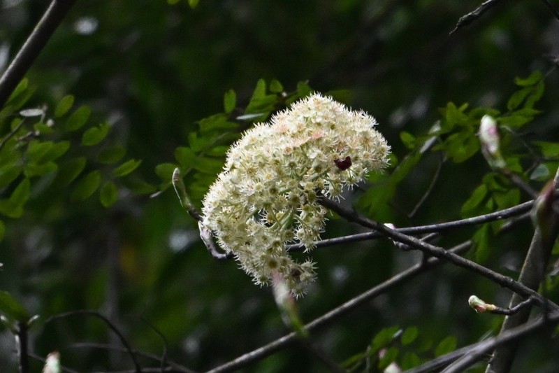 Micromeles megalocarpa