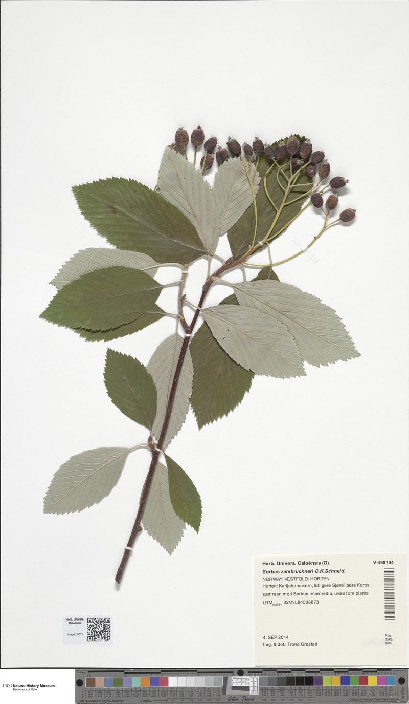 Micromeles zahlbruckneri