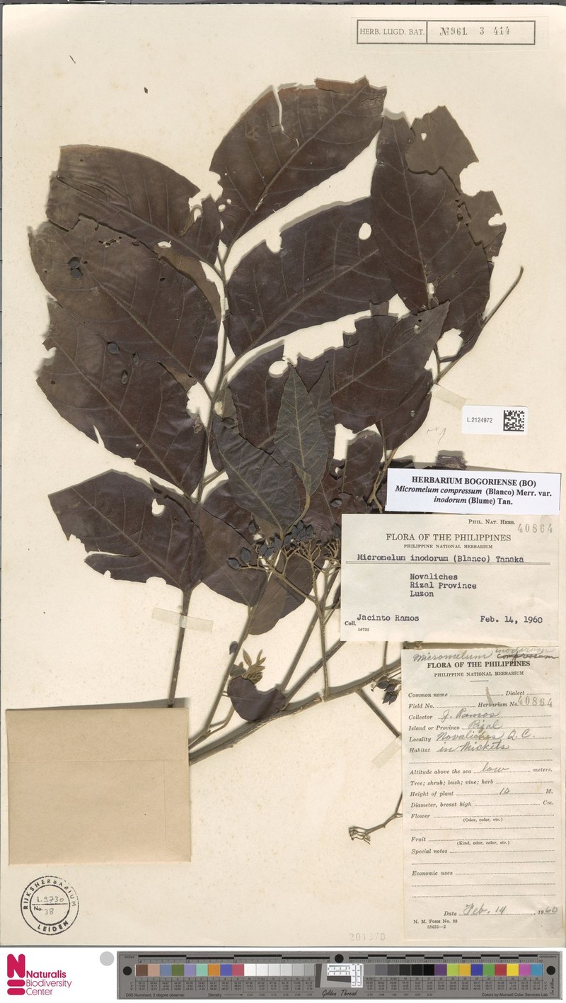 Micromelum compressum var. inodorum