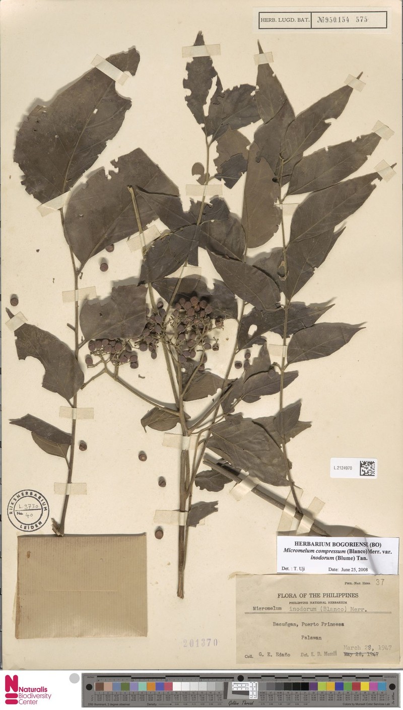 Micromelum compressum var. inodorum photo 2