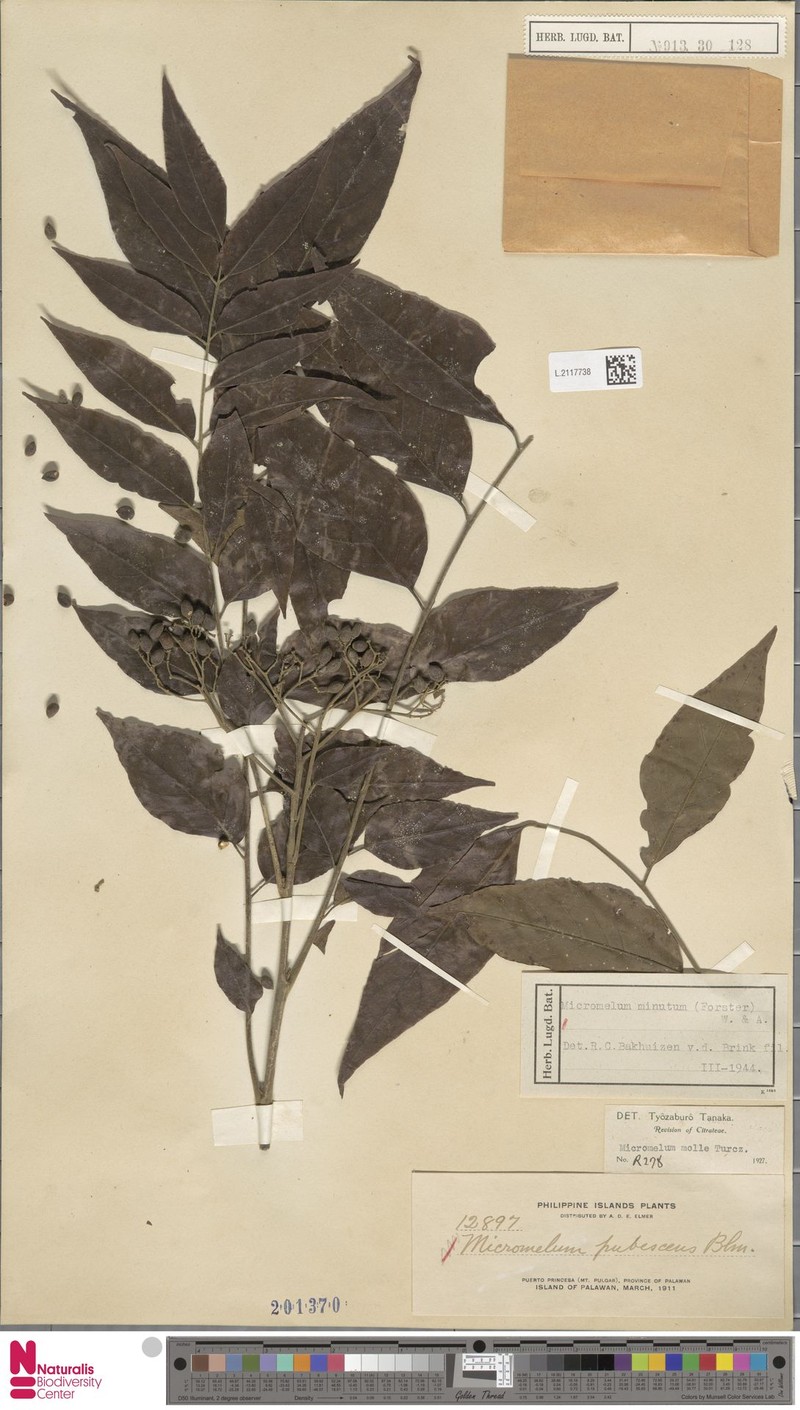 Micromelum compressum var. inodorum photo 3