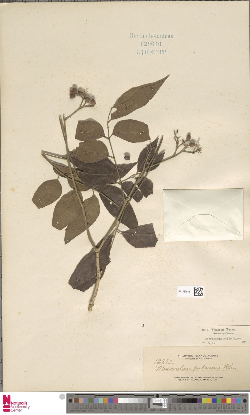Micromelum compressum var. inodorum photo 4