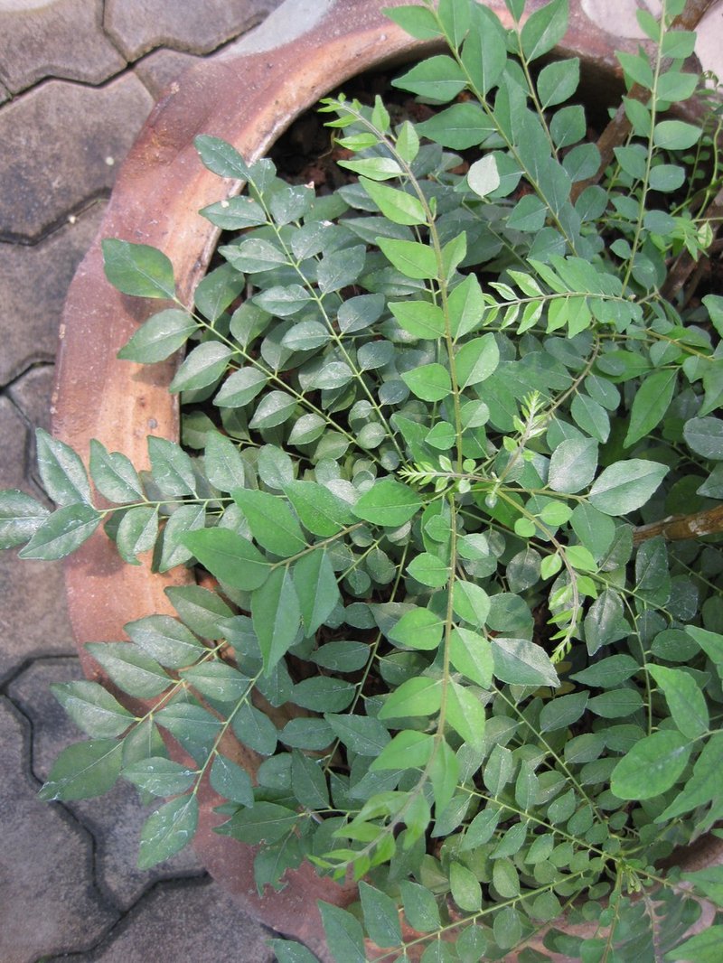 Limeberry photo 5