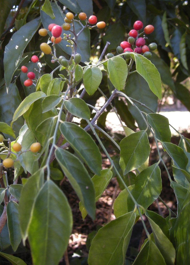 Limeberry