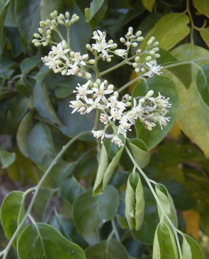 Limeberry photo 7