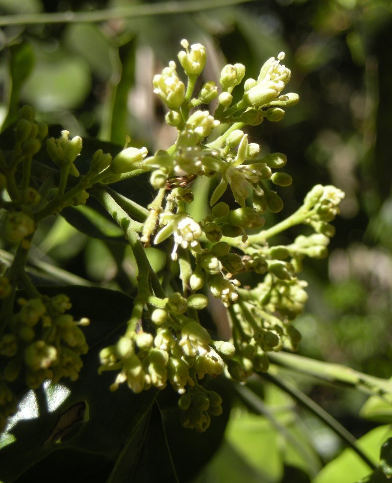 Limeberry photo 8