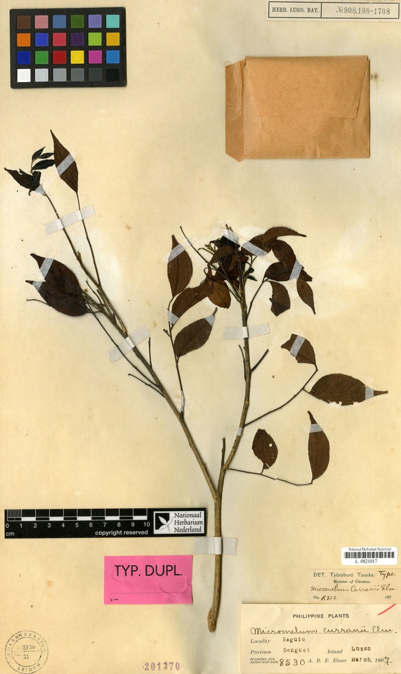 Micromelum minutum var. curranii photo 2