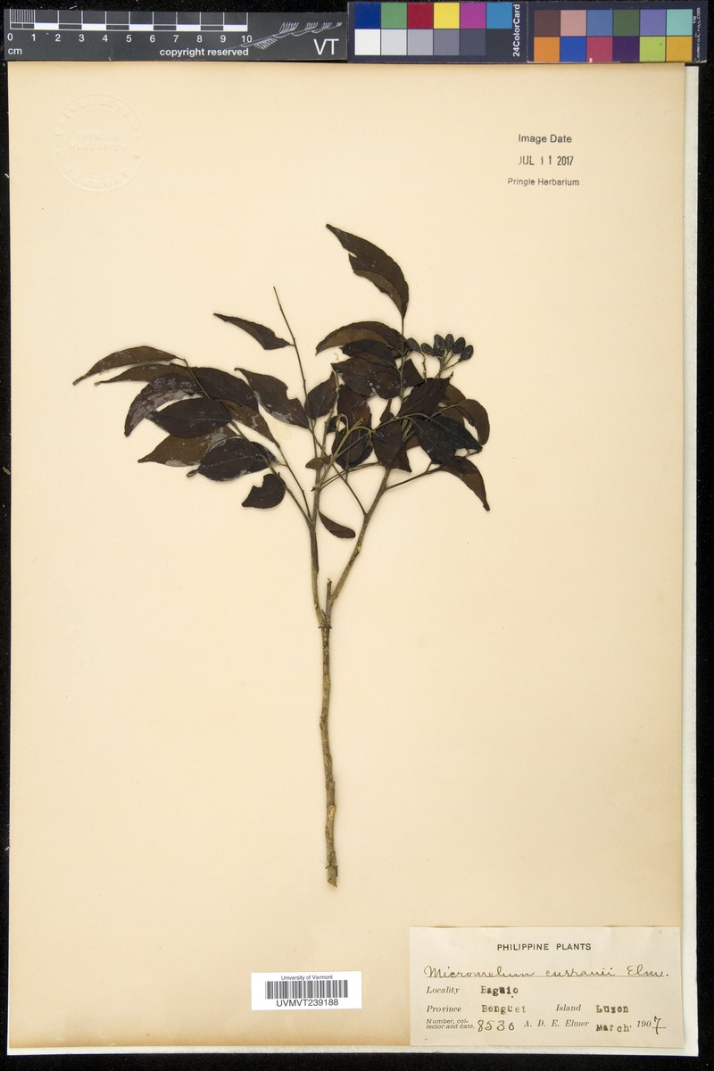 Micromelum minutum var. curranii photo 3