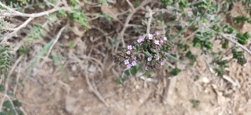 Micromeria mahanensis photo 2