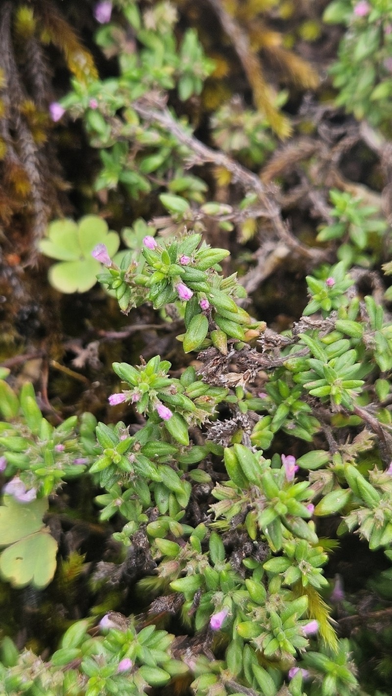 Micromeria mahanensis photo 3