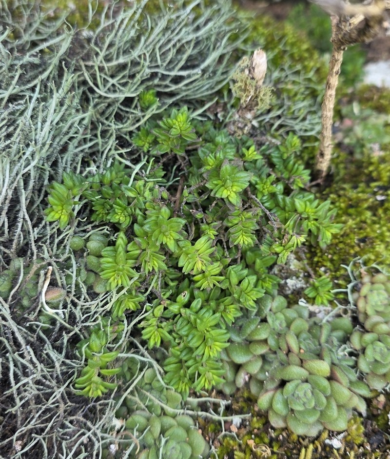 Micromeria mahanensis photo 4