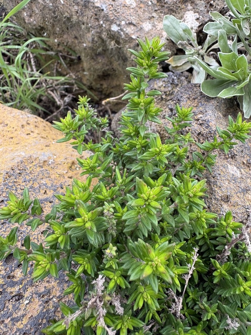 Micromeria mahanensis photo 5