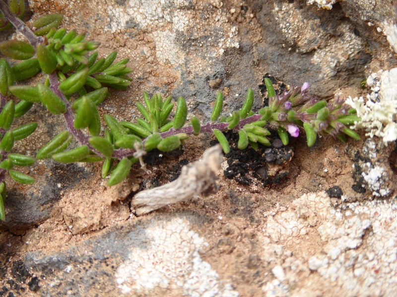 Micromeria mahanensis photo 6