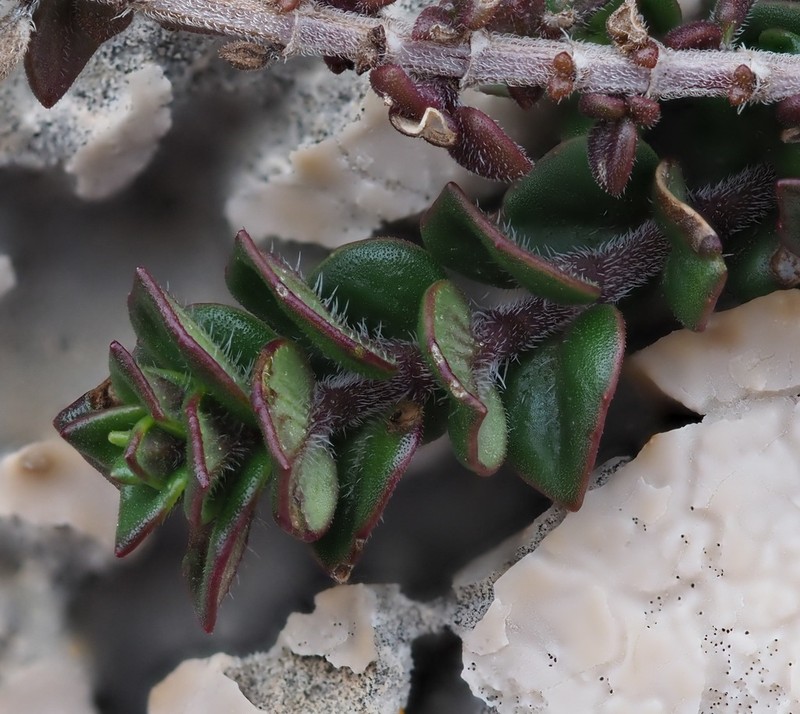 Micromeria silicii