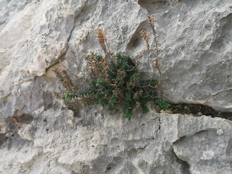 Micromeria silicii photo 2