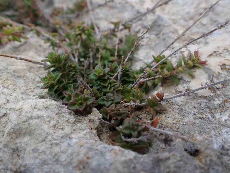 Micromeria silicii photo 3