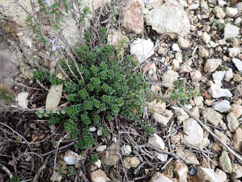 Micromeria silicii photo 4