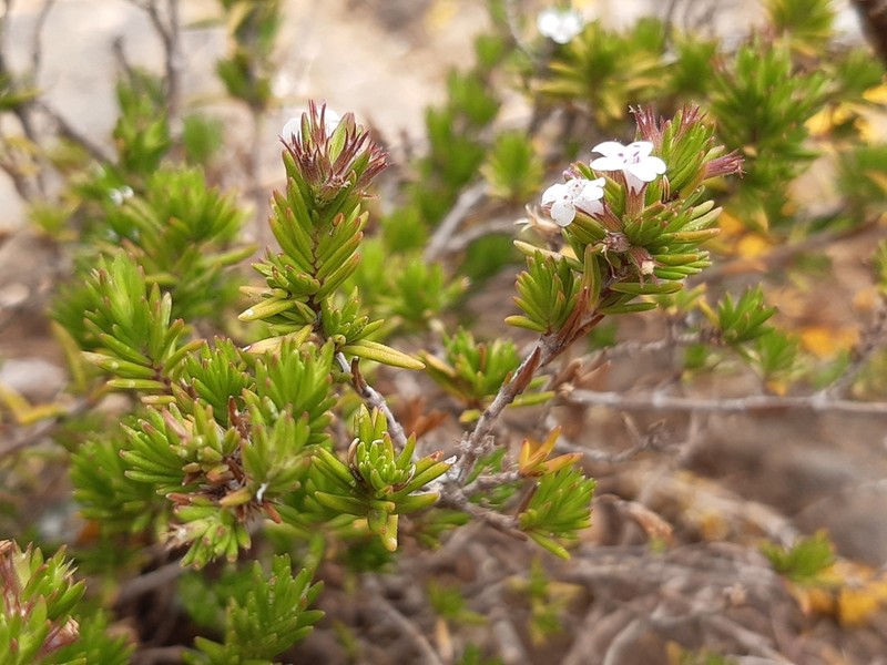Micromeria tenensis