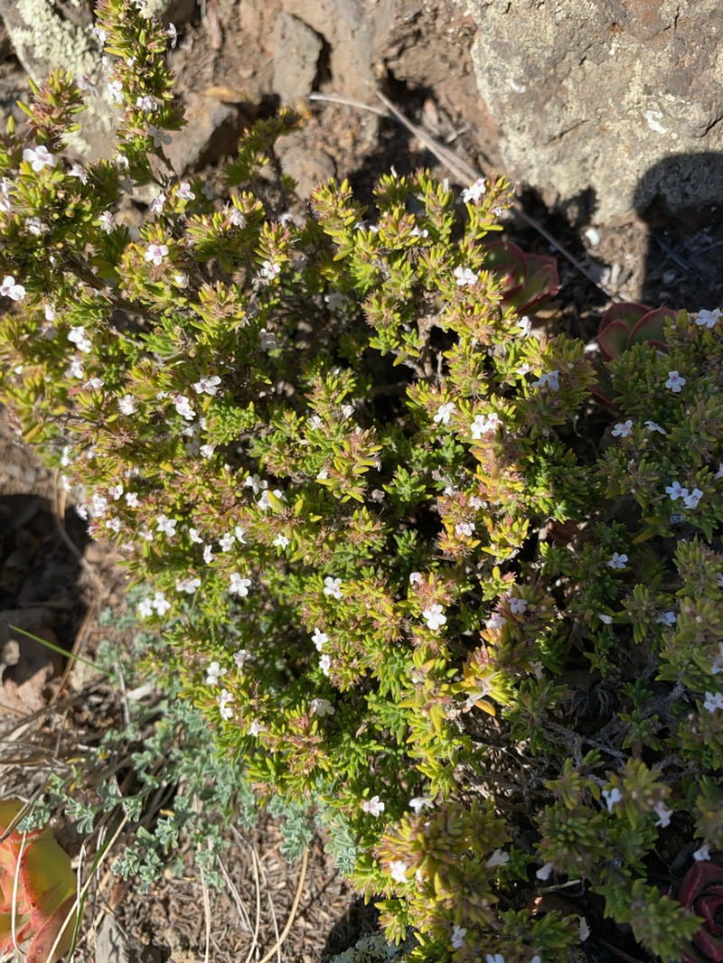 Micromeria tenensis photo 2