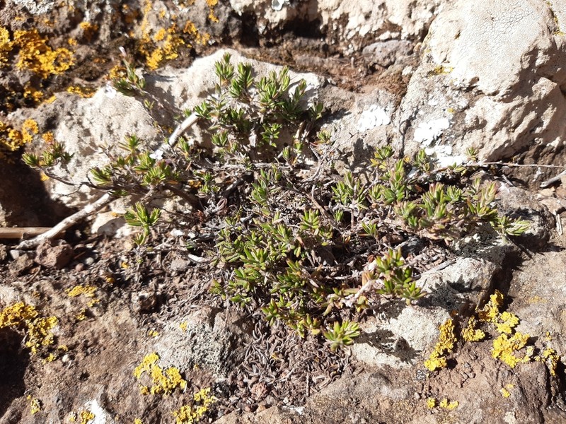 Micromeria tenensis photo 5