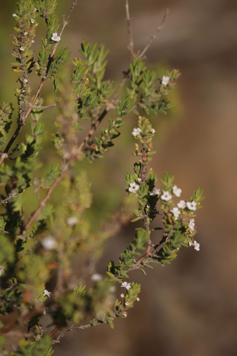 Micromeria tenensis photo 6