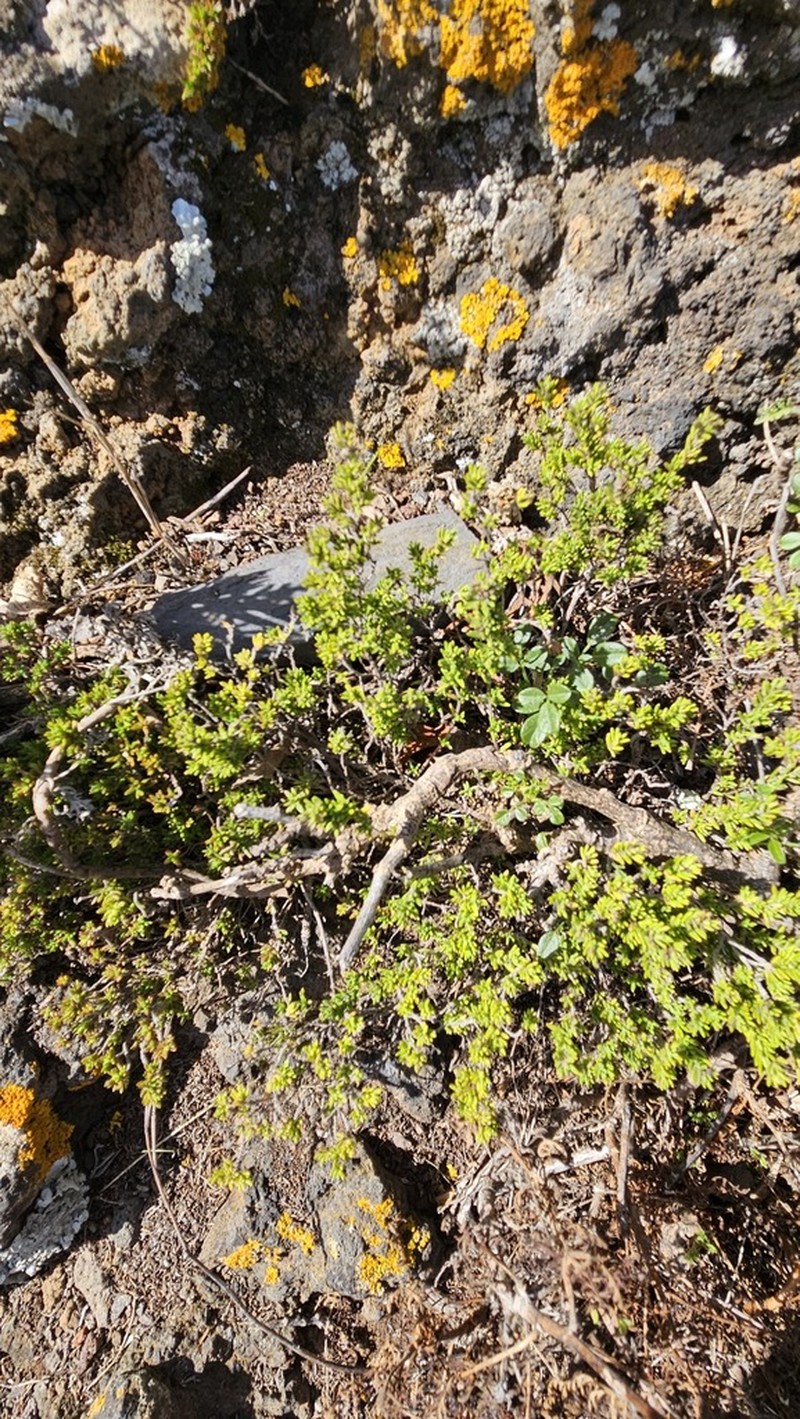 Micromeria tenensis photo 7