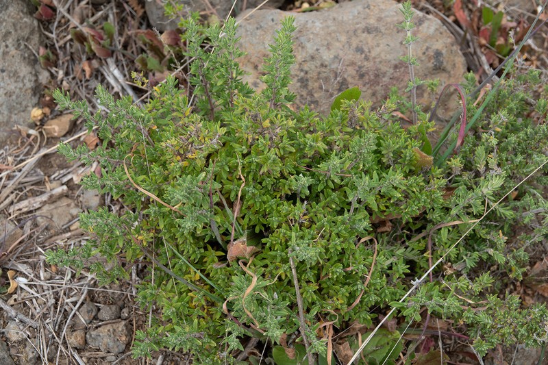 Micromeria tenensis photo 8