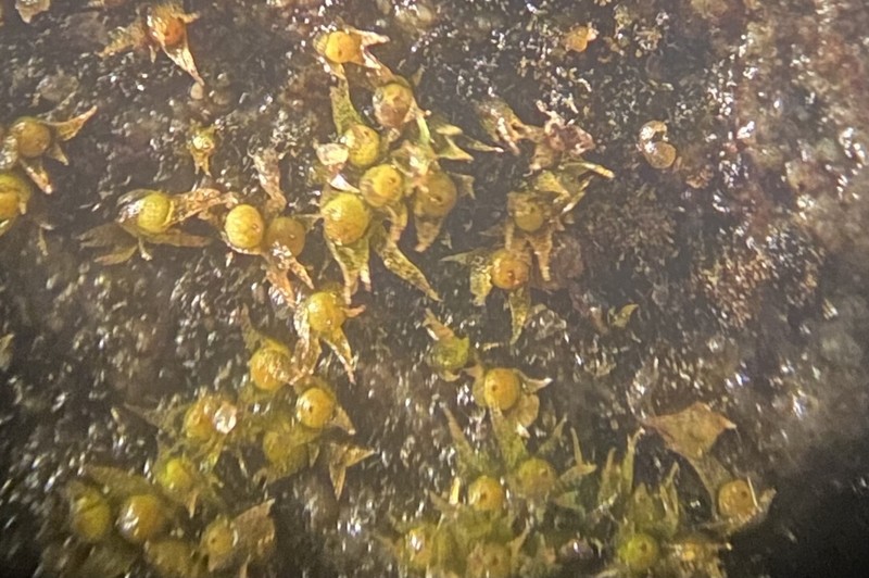 Micromitrium Moss